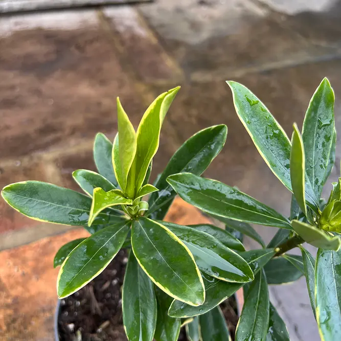 Daphne odora 'Aureomarginata' (Pot Size 2ltr) Daphne - image 3