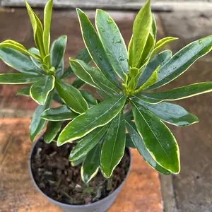 Daphne odora 'Aureomarginata' (Pot Size 2ltr) Daphne - image 4