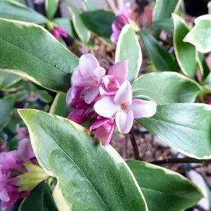 Daphne odora 'Aureomarginata' available at Boma Garden Centre Image by Wendy Cutler