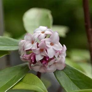 Daphne door 'Aureomarginata' available at Boma Garden Centre Image by Wouter Hagen