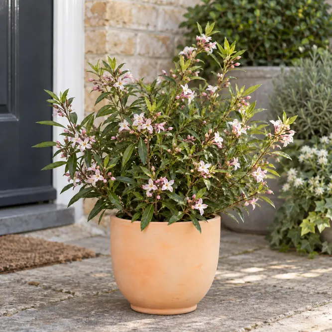 Daphne × transatlantica 'Blafra' (Pot Size 1L) Eternal Fragrance