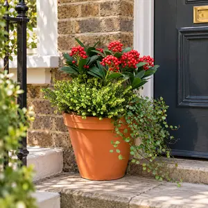 Darley Downs Planter (25cm) Erica Darley Dale, Muehlenbeckia, and Skimmia Pabella