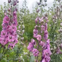 Delphinium