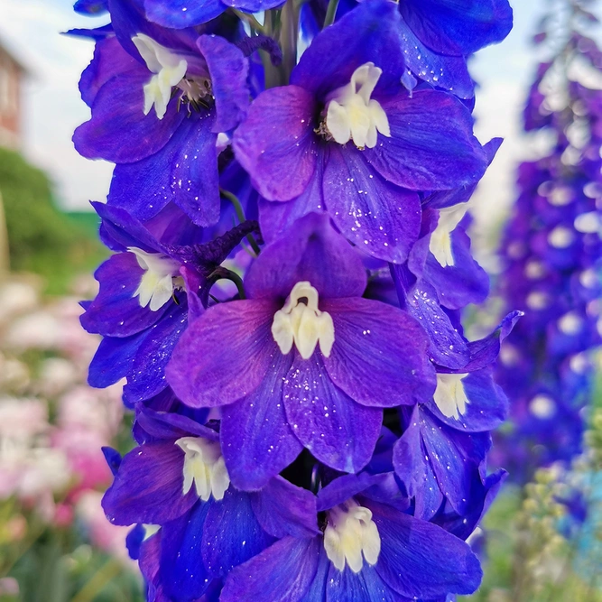 Delphinium 'Dark Blue with White Bee' (Pot Size 3ltr) Larkspur  Perennial