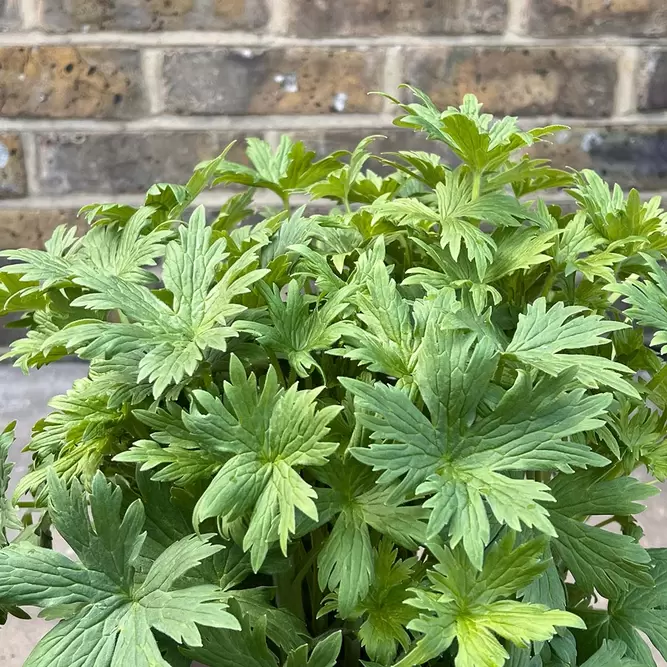 Delphinium Delgenius 'Juliette' (Pot Size 3L)  Larkspur Perennial - image 2