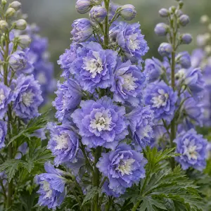 Delphinium 'Highlander Bolero' (Pot Size 3ltr) Larkspur  Perennial