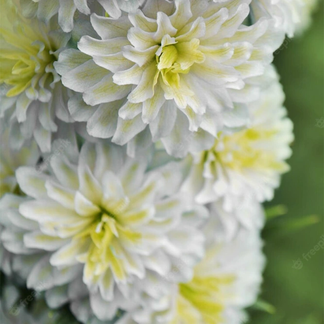 Delphinium 'Highlander Samba' (Pot Size 3ltr) Larkspur  Perennial