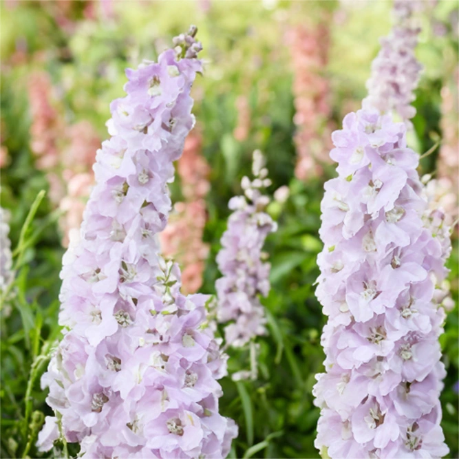 Delphinium 'Turkish Delight' (Pot Size 1L)