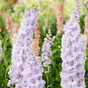 Delphinium 'Turkish Delight'