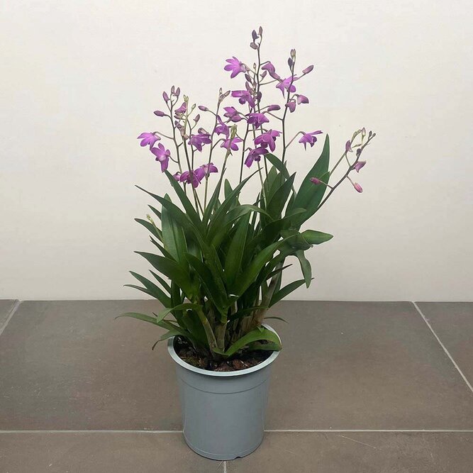 Dendrobium 'Berry Oda' (Pot Size 12cm)   Orchid 'Berry Oda' - image 2