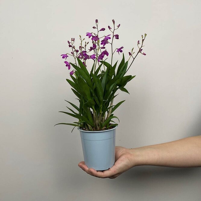 Dendrobium 'Berry Oda' (Pot Size 12cm)   Orchid 'Berry Oda' - image 3