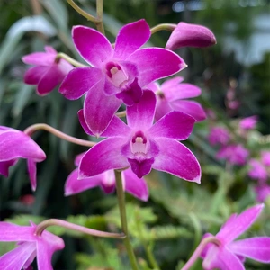 Dendrobium 'Berry Oda' (Pot Size 12cm)   Orchid 'Berry Oda' - image 1
