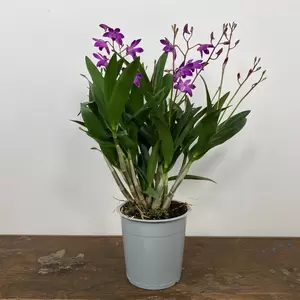 Dendrobium 'Berry Oda' (Pot Size 12cm)   Orchid 'Berry Oda' - image 2