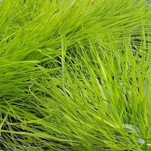 Deschampsia cespitosa ‘AmiLime’ - Tufted Hair Grass