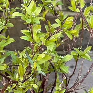 Deutzia gracilis 'Nikko' (Pot Size 3L) - Deutzia - image 1