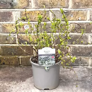 Deutzia gracilis 'Nikko' (Pot Size 3L) - Deutzia - image 2