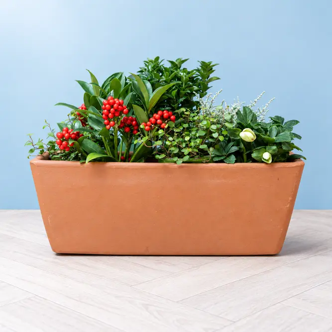 Devon's Box (42cm) Ready-Planted Terracotta Planter - image 2