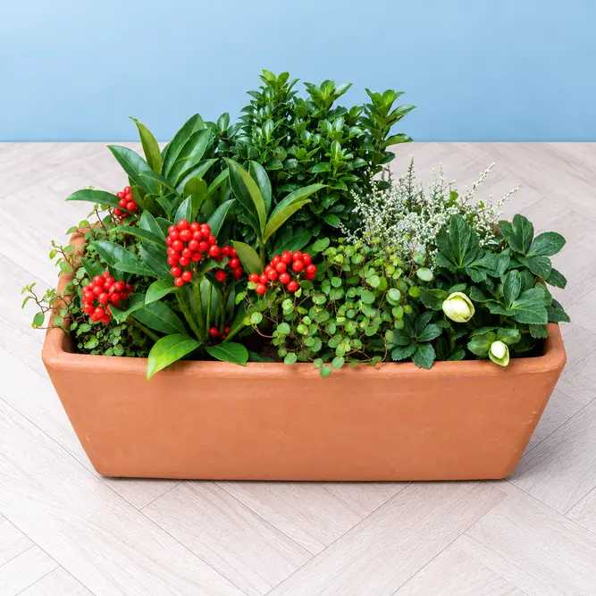 Devon's Box (42cm) Ready-Planted Terracotta Planter - image 3
