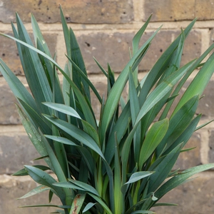 Dianella revoluta 'Blue Stream'  (Pot Size 17cm) Blue Stream Flax Lily - image 2