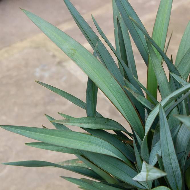 Dianella revoluta 'Blue Stream'  (Pot Size 17cm) Blue Stream Flax Lily - image 3