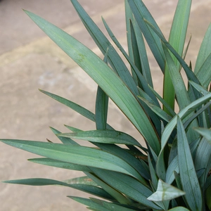 Dianella revoluta 'Blue Stream'  (Pot Size 3L) - image 3