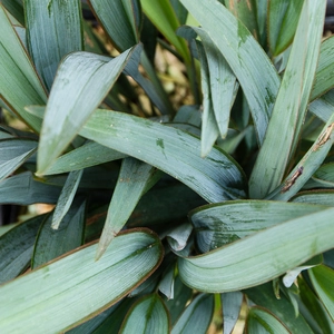 Dianella revoluta 'Blue Stream'  (Pot Size 17cm) Blue Stream Flax Lily - image 4