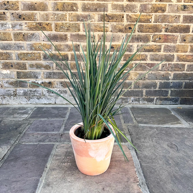 Dianella  revoluta  'Coolvista' (3Ltr) Flax Lilly - image 5