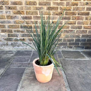 Dianella  revoluta  'Coolvista' (2Ltr) Flax Lilly - image 1