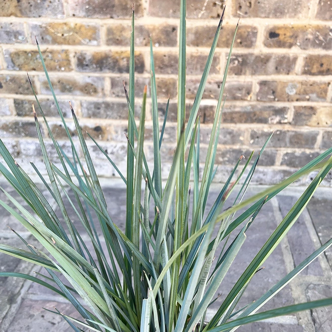 Dianella  revoluta  'Coolvista' (3Ltr) Flax Lilly - image 6