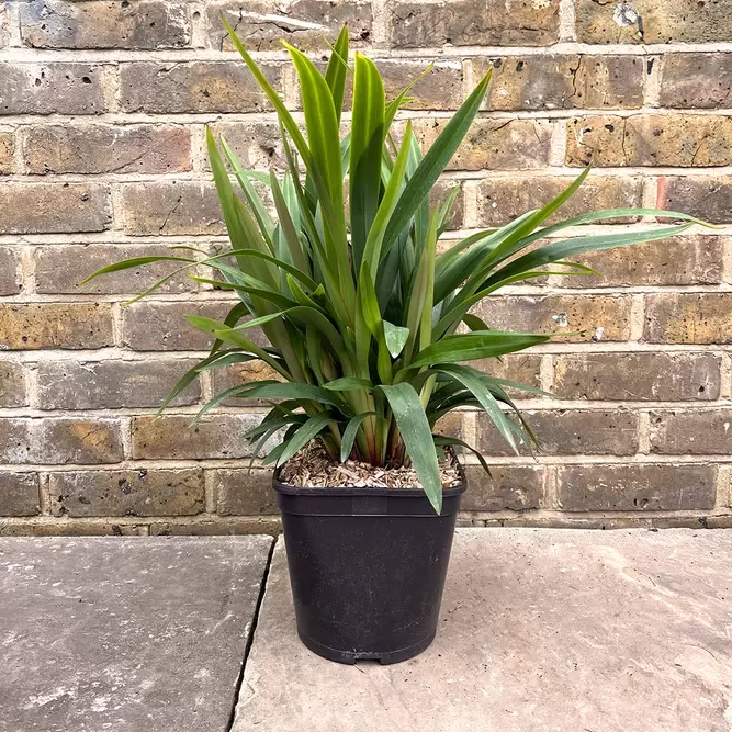 Dianella tasmanica 'Tas Red' (Pot Size 4L) - Tasmanian Toadflax - image 2