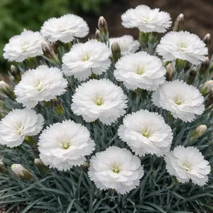 Dianthus 'Scented Memories' (Pot Size 2L)