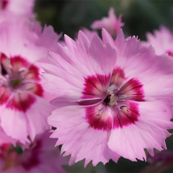 Dianthus 'Shirley Temple' (Pot Size 1.5L)