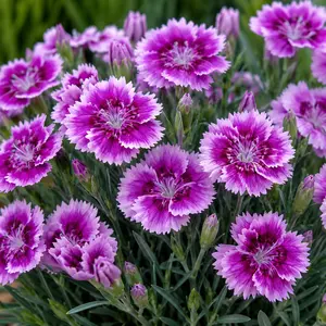 Dianthus 'Sissy Purple' (Pot Size 12cm) Garden Pink