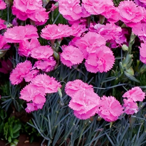 Dianthus 'Tickled Pink' (Pot Size 1.5L)