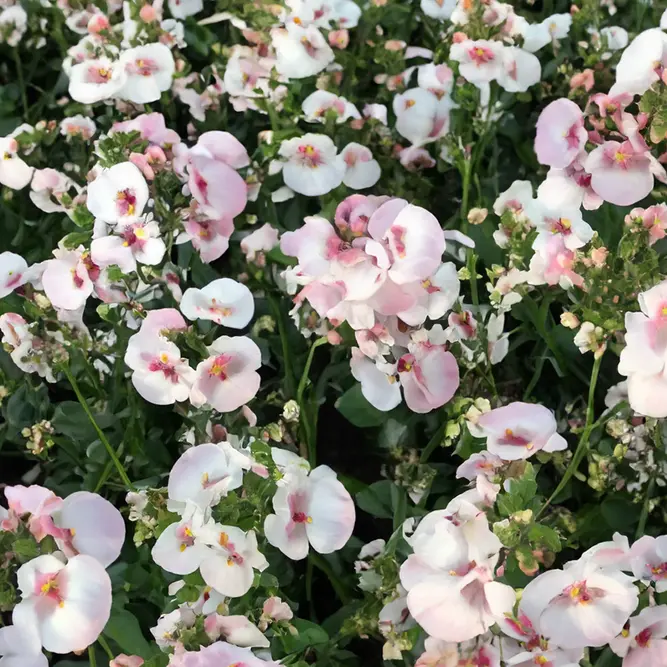 Diascia 'Breezee Apple Blossom' (Pot Size 1L) Twinspur