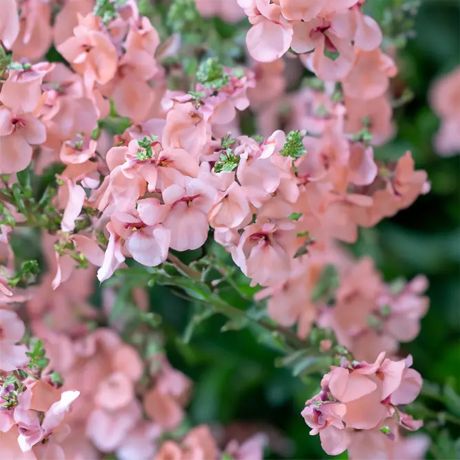 Diascia 'Flying Colours Rose' (Pot Size 1L) Twinspur