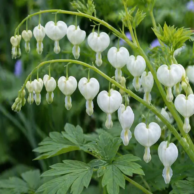 Dicentra Spectabilis 'Alba' ( Pot Size 2L) White Bleeding Heart