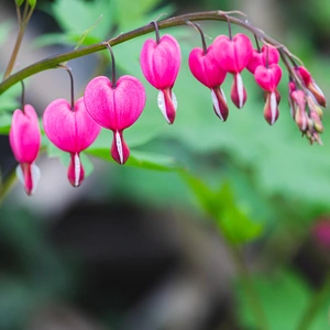 Dicentra spectabilis  Bleeding Heart (Pot Size 3ltr) Perennial - image 1