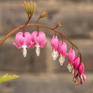 Dicentra spectabilis  Bleeding Heart (Pot Size 3ltr) Perennial - image 2