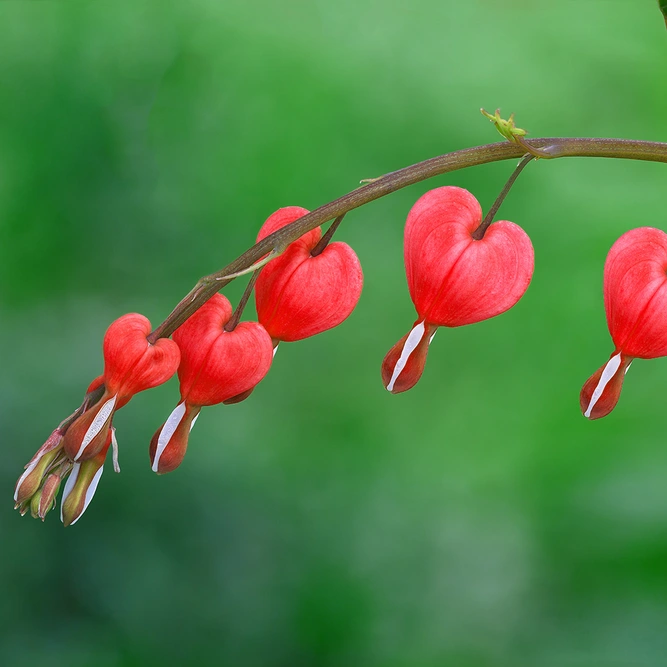 Dicentra Spectabilis 'Gold Heart' ( Pot Size 3ltr) Perennial