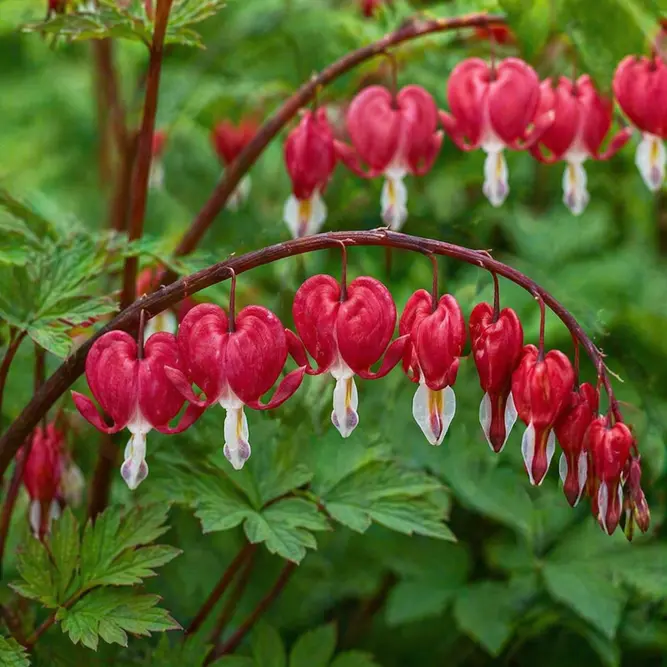 Dicentra spectabilis ‘Valentine’ (Pot Size 3L) Red Bleeding Heart