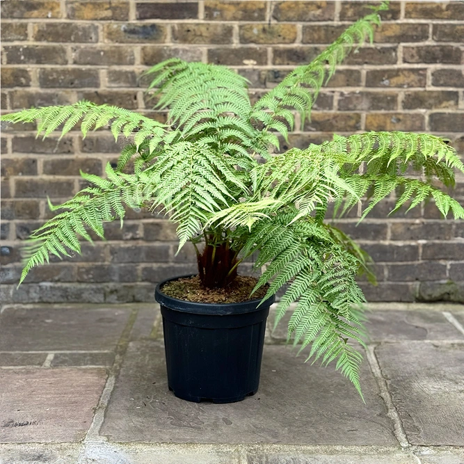 Dicksonia Antarctica (Pot Size 5L) Tree Fern - image 6