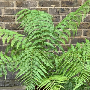 Dicksonia Antarctica (Pot Size 5L) Tree Fern - image 7