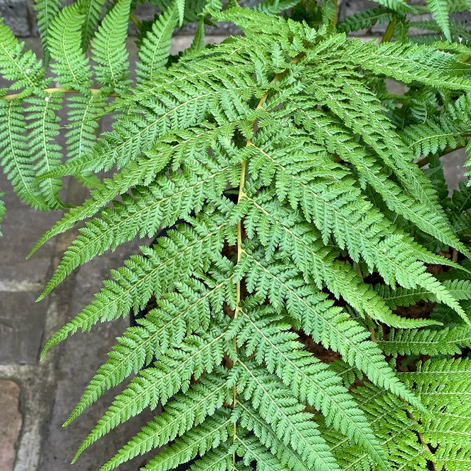 Dicksonia Antarctica (Pot Size 5L) Tree Fern - image 8