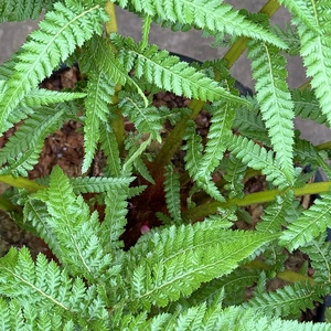 Dicksonia Antarctica (Pot Size 5L) Tree Fern - image 9