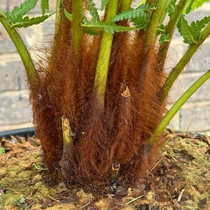 Dicksonia Antarctica (Pot Size 20L) Tree Fern - image 2