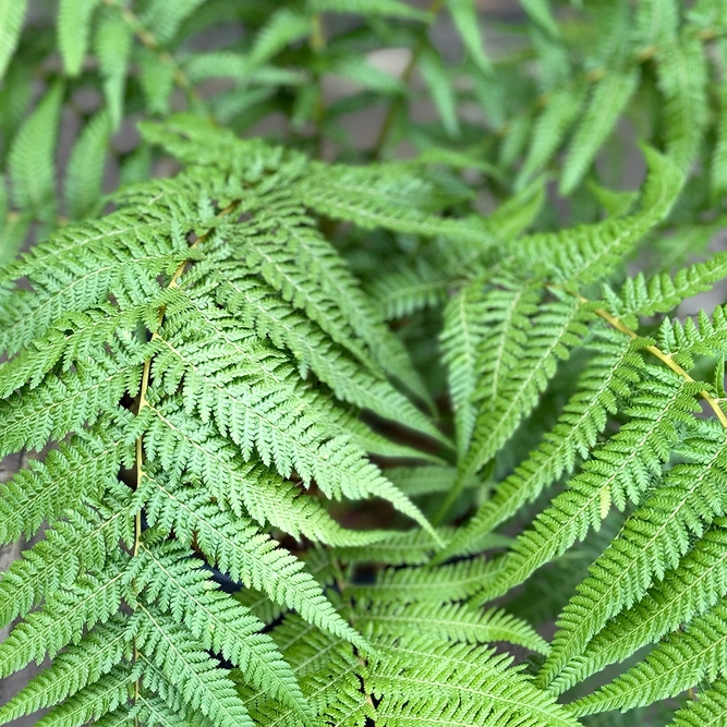 Dicksonia Antarctica (Pot Size 5L) Tree Fern - image 11