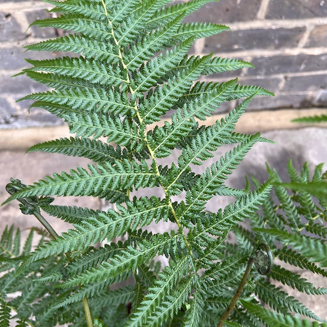 Dicksonia Antarctica (Pot Size 5L) Tree Fern - image 1