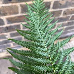 Dicksonia Antarctica (Pot Size 5L) Tree Fern - image 2