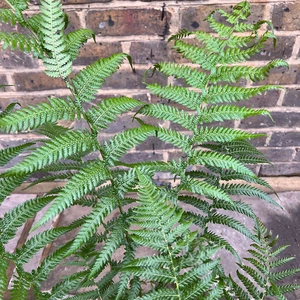 Dicksonia Antarctica (Pot Size 5L) Tree Fern - image 3